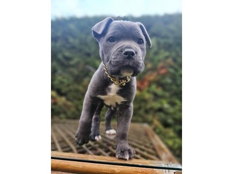En iyisi yine bizde mükemmel cane corso yavrular
