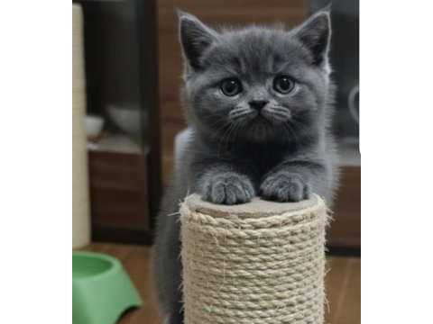 British shorthair minnoşum