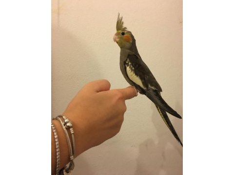 35 günlük net%100 erkek full evcil yavru kuşlar