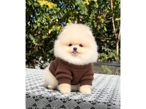 Sağlık ve ırk garantili pomeranian