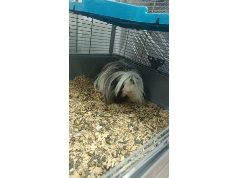 Peruvan çift ginepig