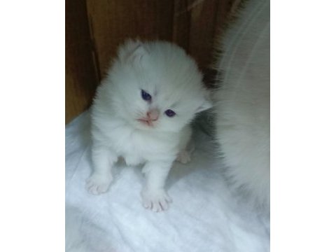Safkan minik kediler