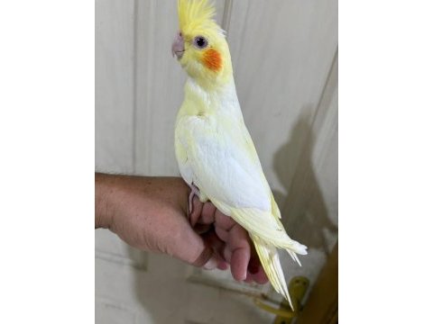 44 günlük uysal lutino bebek sultan papağanı