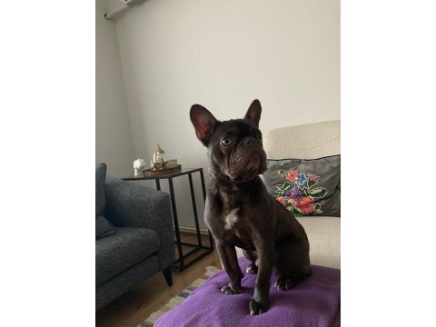 Micro french bulldog