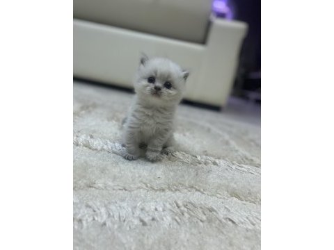 Mavi gözlü yavru british longhair