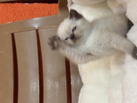 British shorthair blue point ve çikolata point bebekler