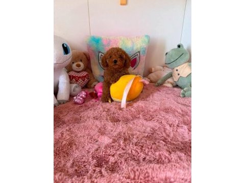Toy poodle yavrularımız