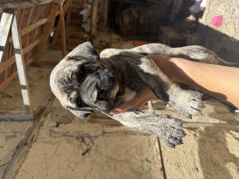 A class presa canario yavrular