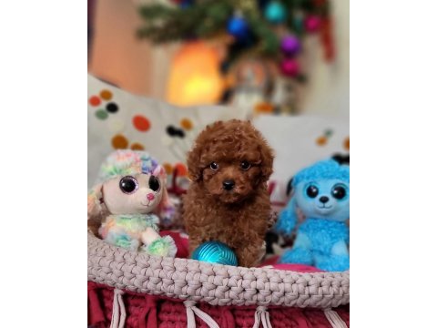 Şecereli mini boy kore toy poodle yavrularımız