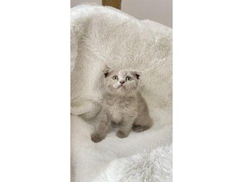 Mükemmel huylu scottish fold yavrumuz