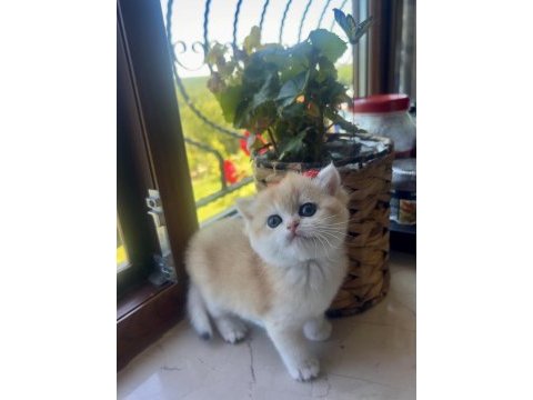 Saf kan golden british shorthair yavrular (wcf kayıtlı)