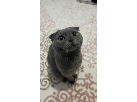 1 yaşında erkek dişi çift kedimiz sahiplendirilecektir