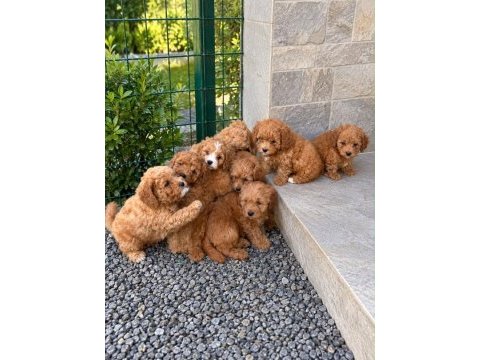 Kore kan toypoodle 