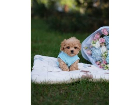 Maltipoo yavrularımız
