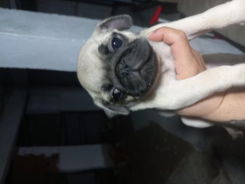 Pug bebekleri