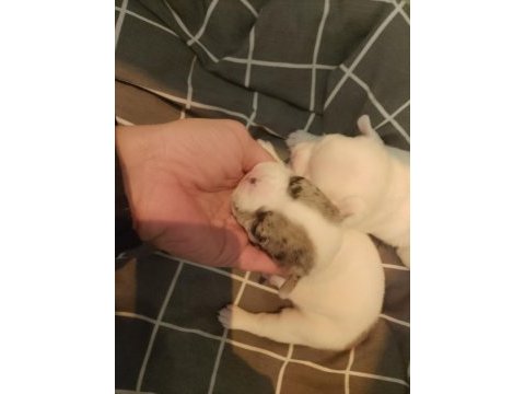 6 ayrı renk çeşitlerinde french bulldog kardeşler