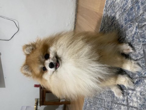 Pomeranian 1 yaşında