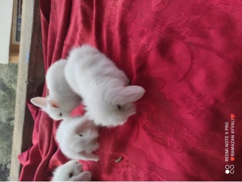 Irk garantili mavi gözlü lop tavşanı