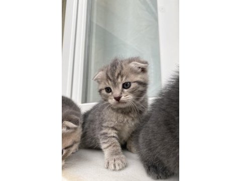 Scottish fold bebekler