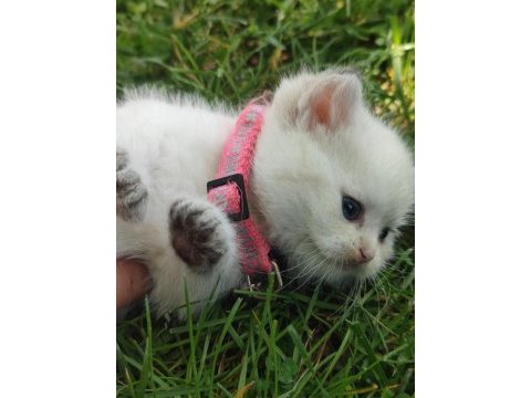 Full şecereli british shorthair ny 1133 dişi erkek yavru