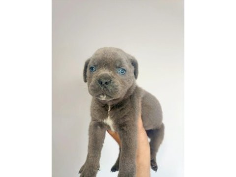 Mastiff dev bebekler