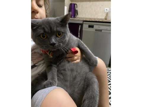 Adı duman 8 aylık kedim