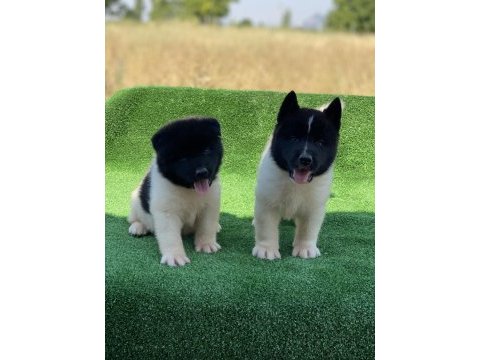 Amerikan akita ınu premıum yavrular