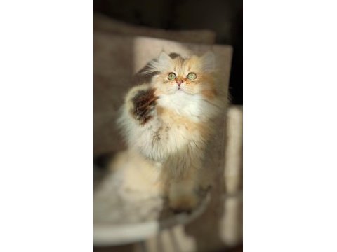 British longhair golden