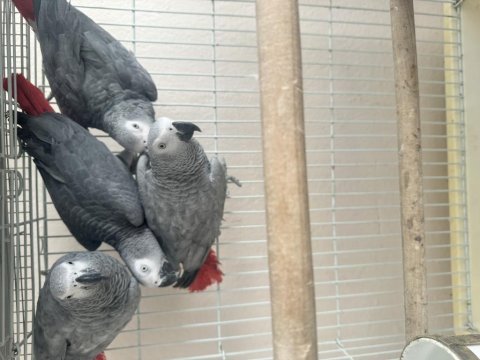 Takım ve tek dişi erkek jako papağanlarımız