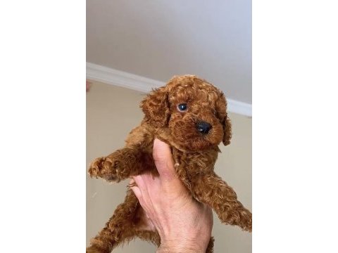 Toy poodle dişi ve erkek bebekler