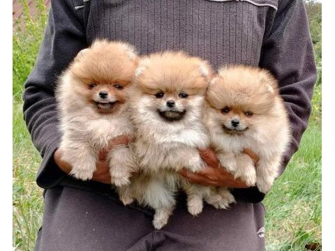Teddy surat pomeranian boo yavrularımız her ile teslim