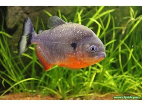 Pirana natteri etcil 1 adet 4-5 cm orjinal