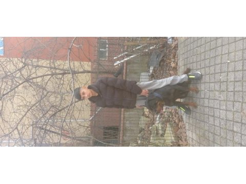 Rottweiler uygun dişi