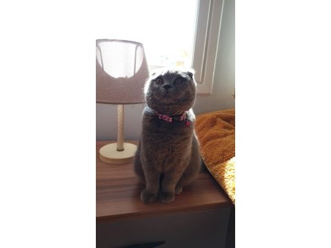 Sağlık garantisiyle a kalite british shorthair