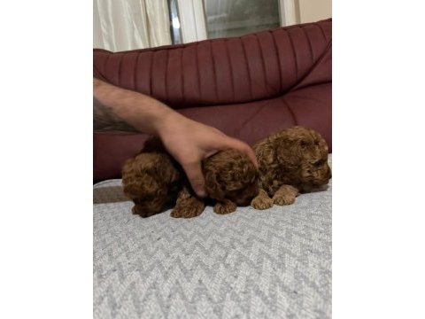 A kalite poodle yavrular