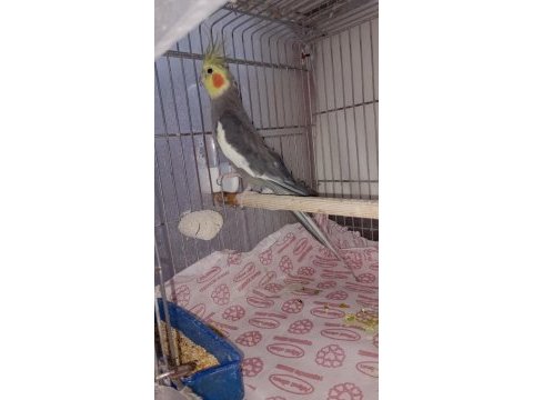 Sultan papağanı yavru ve damızlık kuşlar
