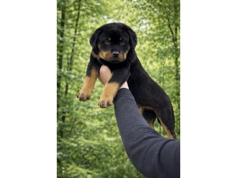 Üst kalite heybetli rottweiler yavrular