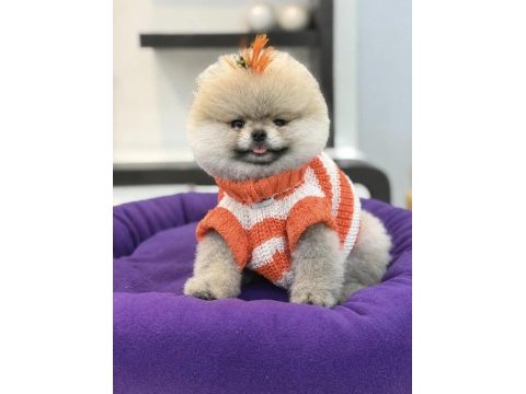 Pomeranian boo orjinal rengi ve tüy kaliteli yavrumuz