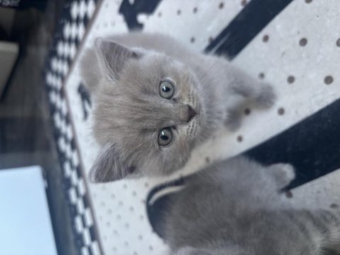 Erkek dişi british shorthair
