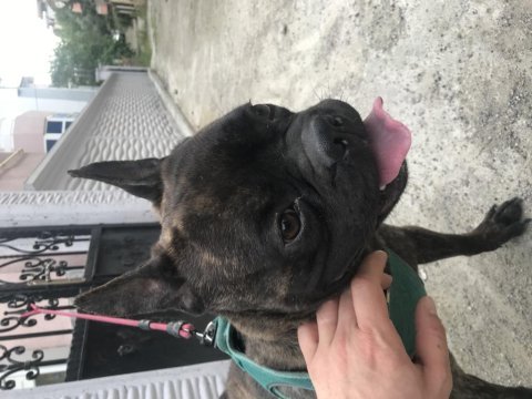 French bulldog