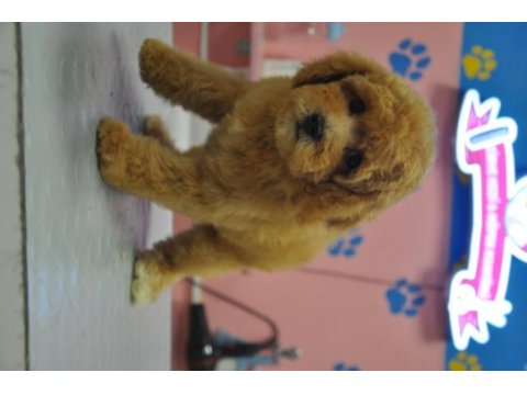 Maltipoo bebekler