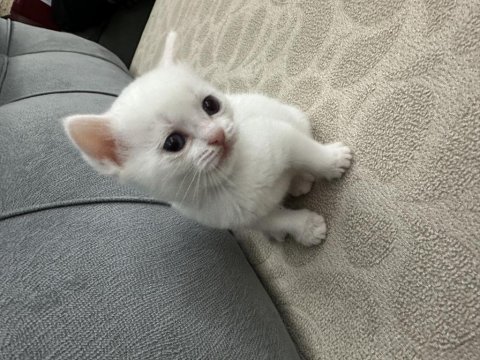 Mavişlerimiz safkan british shorthair yavrularımız