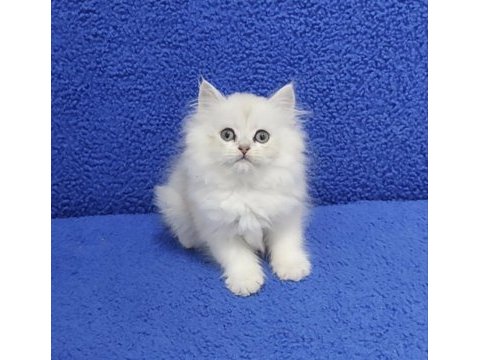 Longhair teslime hazır yavrumuz buyrun 