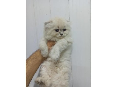 Bu british longhair güzellikler kaçmaz