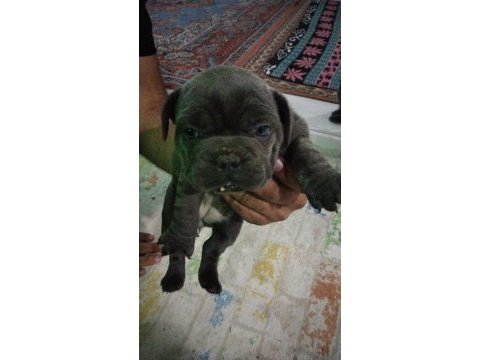 Sağlıklı yavrular hepsi birbirinden sevimli french bulldog