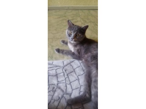 British shorthair kedimi sahiplenecek arıyorum