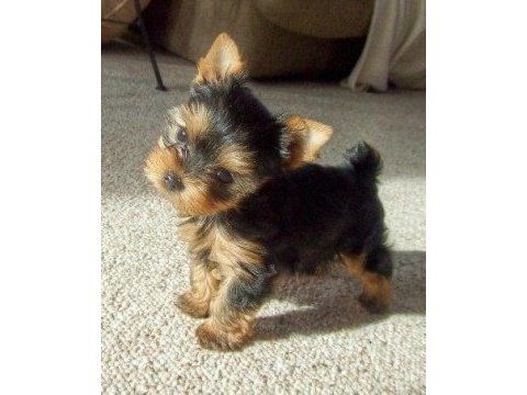 Yorkshire terrier wc eğitimli yanlız kalır sıfır numara