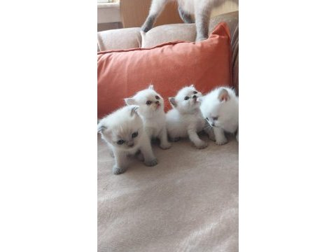 British shorthair yavrularım yuvalarını bekliyor