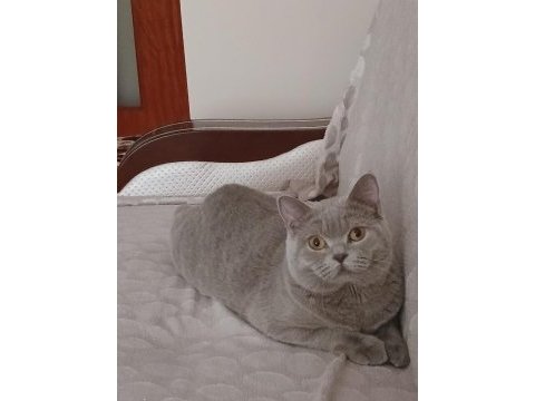 Erkek british shorthair kedimize dişi eş arıyoruz
