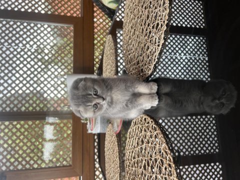 Çok scottish fold